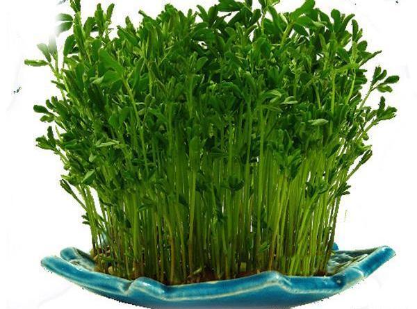 عکس سبزه عید با لپه