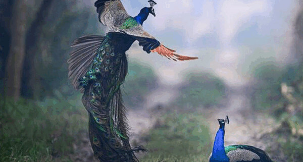 عکس پای طاووس