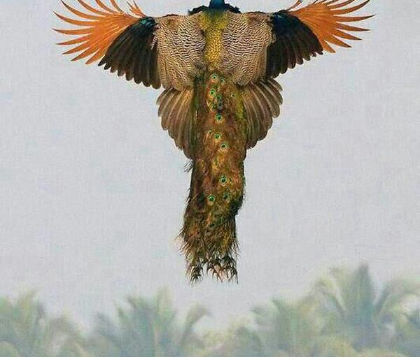 عکس پای طاووس