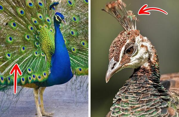 عکس پای طاووس