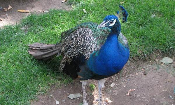 عکس پای طاووس