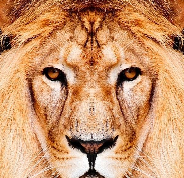 عکس نزدیک حیوانات
