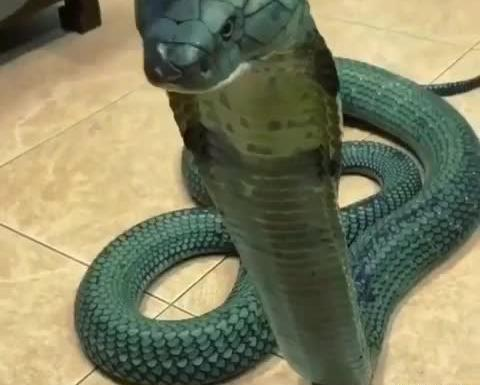 عکس سبز مار
