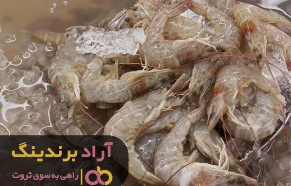 عکس شاه میگو زنده