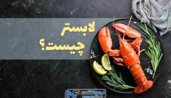 عکس شاه میگو زنده