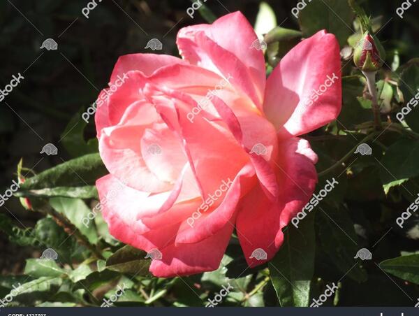 عکس ایران حرفه ای
