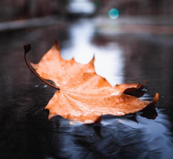 عکس پاییزی غمناک