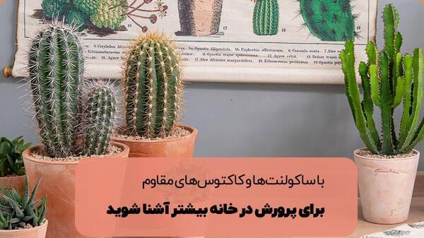 عکس کاکتوس لوله ای