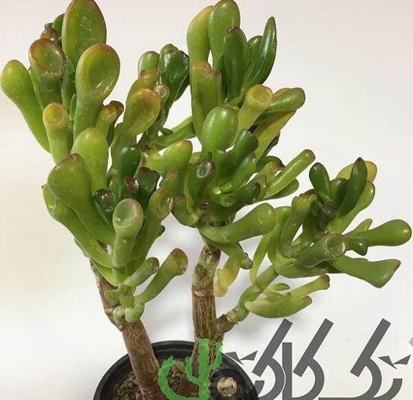 عکس کاکتوس لوله ای