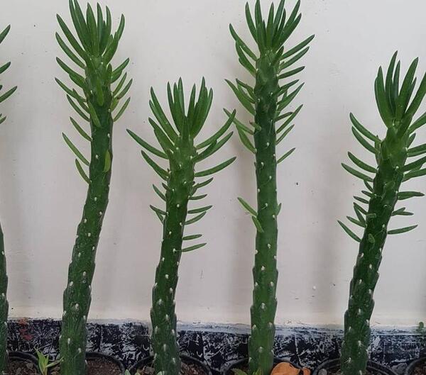 عکس کاکتوس لوله ای