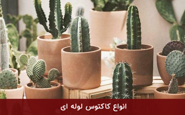 عکس کاکتوس لوله ای