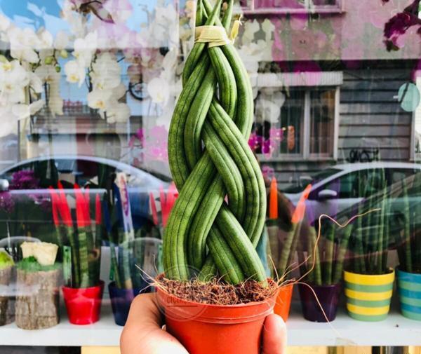 عکس کاکتوس لوله ای