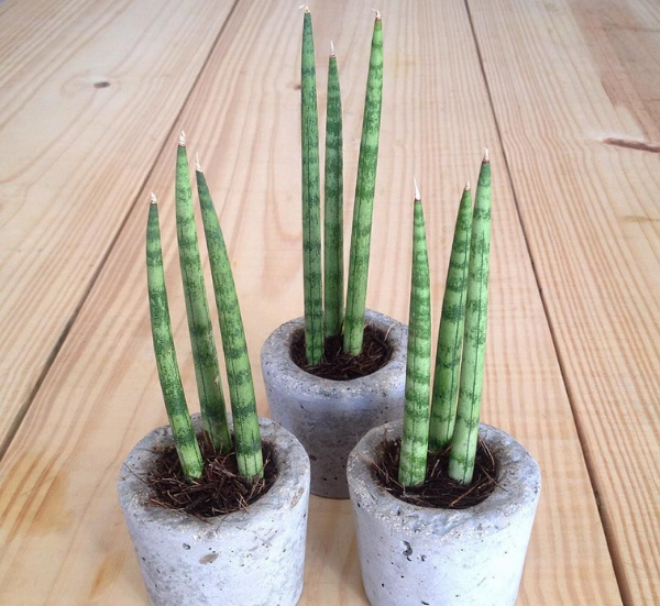 عکس کاکتوس لوله ای
