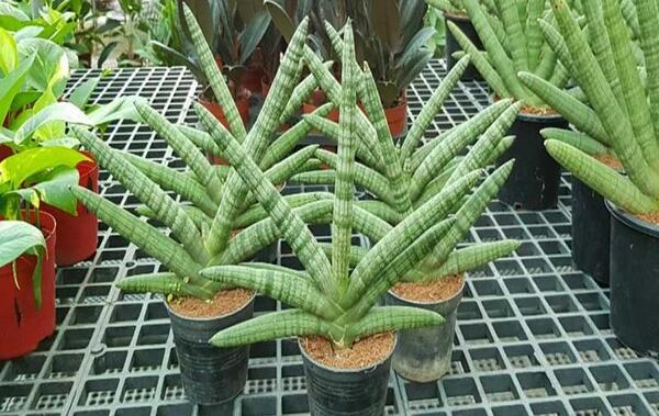 عکس کاکتوس لوله ای