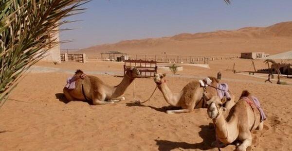 عکس ضرب المثل شتر