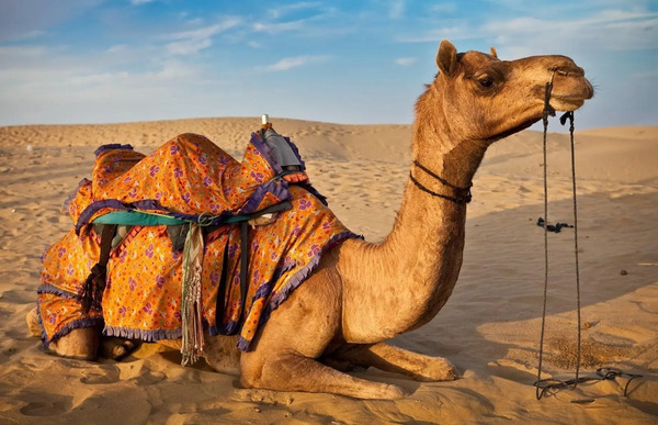 عکس ضرب المثل شتر
