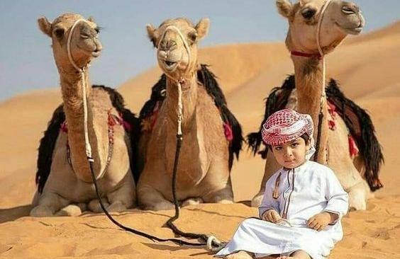 عکس ضرب المثل شتر