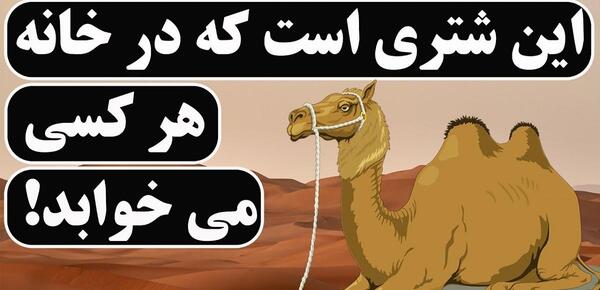 عکس ضرب المثل شتر