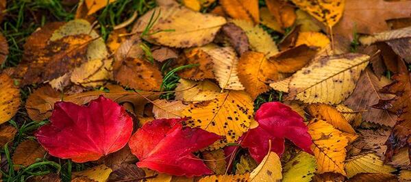 عکس زیباترین پاییز دنیا