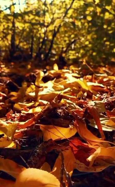 عکس زیباترین پاییز دنیا