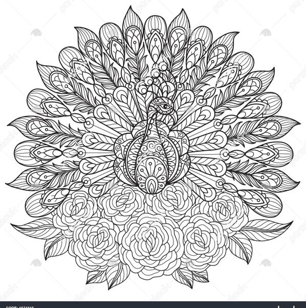 عکس طاووس برای رنگ آمیزی
