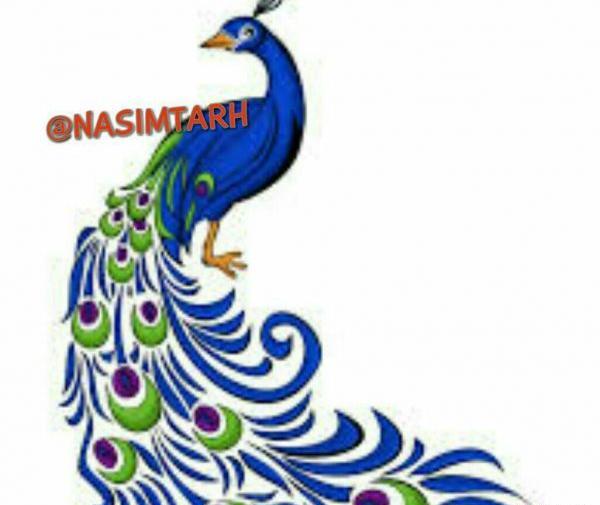 عکس طاووس برای رنگ آمیزی