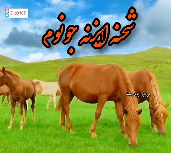 عکس اسب لری