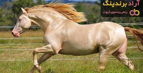 عکس اسب لری