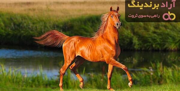 عکس اسب لری