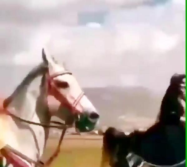 عکس اسب لری