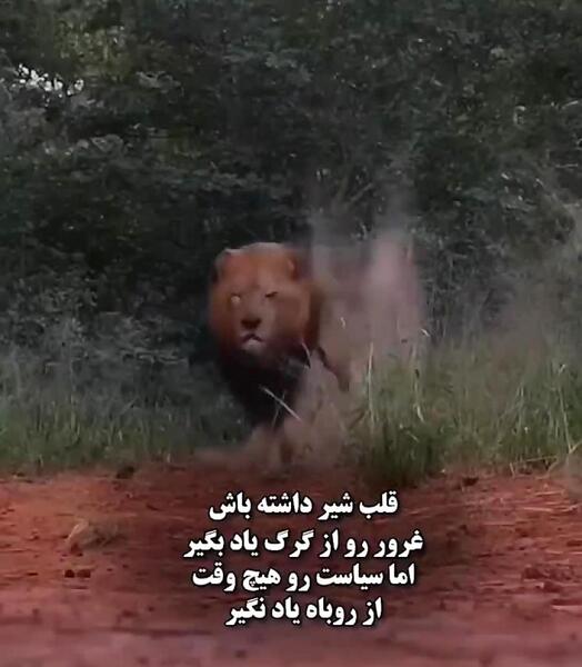 عکس نوشته غرور شیر