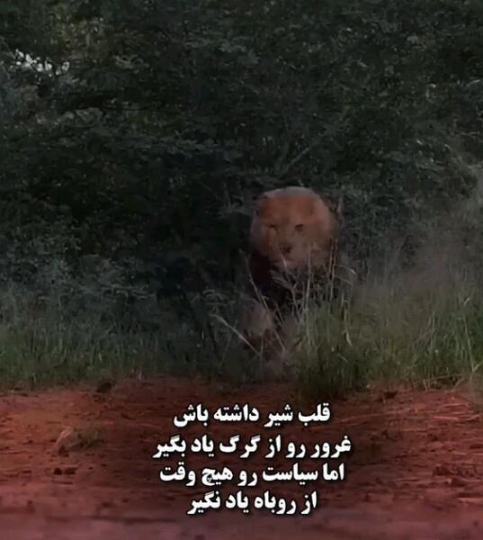 عکس نوشته غرور شیر
