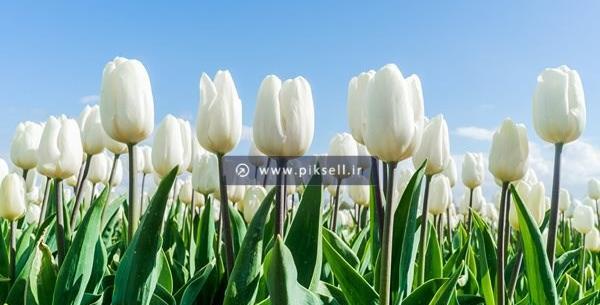 عکس گل لاله دوتایی