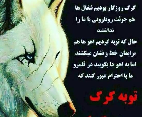 عکس پروفایل زیبا گرگ