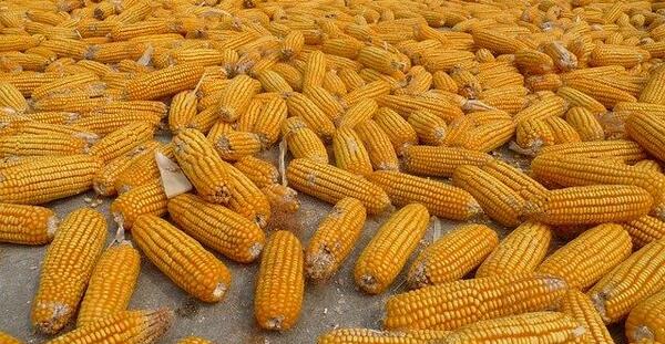 عکس ذرت پخته شده