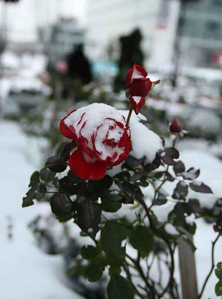 عکس تصاویر برف غمگین