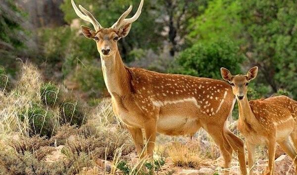 عکس آهوی متحرک