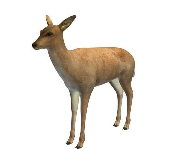 عکس آهوی متحرک