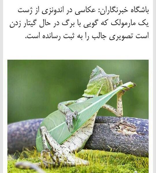 عکس ژست مارمولک