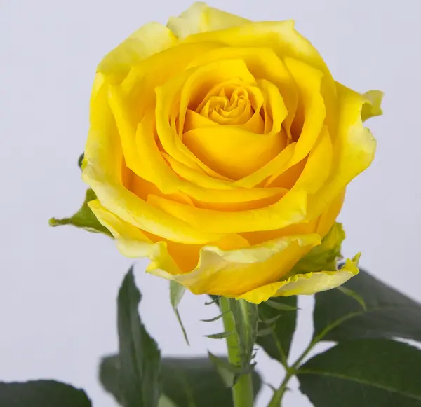 عکس گل رز زرد