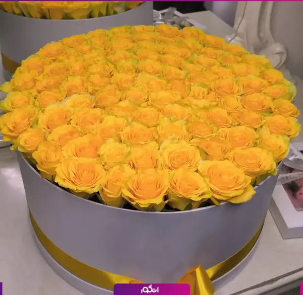 عکس گل رز زرد