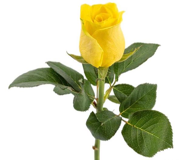 عکس گل رز زرد