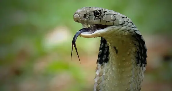 عکس نوشته کبری مرد