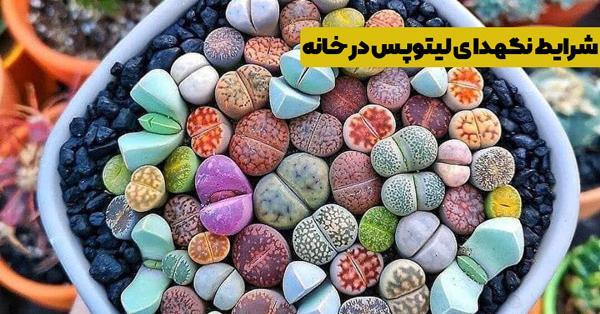 عکسهای کاکتوس لیتوپس