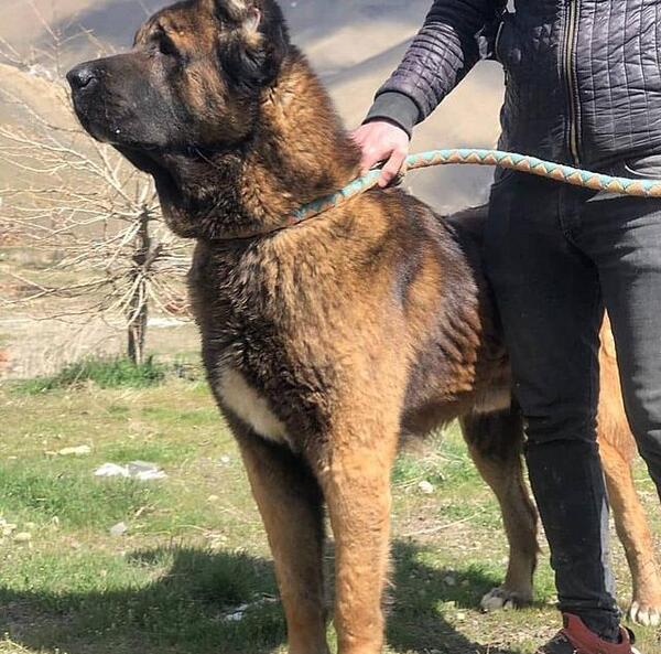 عکس سگ سرابی برای پروفایل