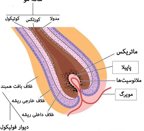عکس ساختمان مو
