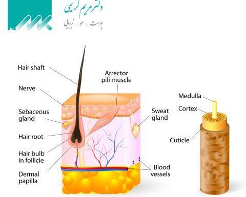 عکس ساختمان مو