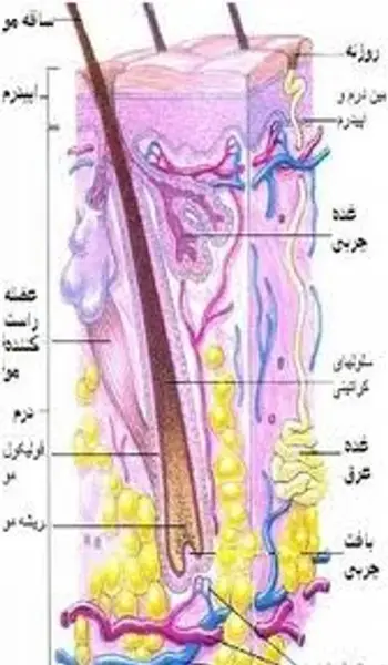 عکس ساختمان مو