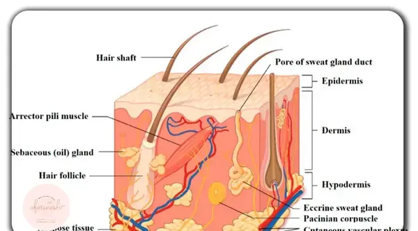 عکس ساختمان مو