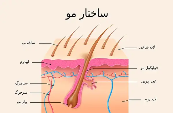 عکس ساختمان مو